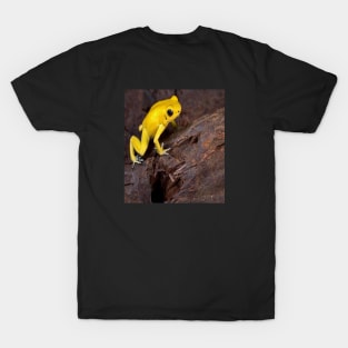 Amazonas Brazil Frog T-Shirt